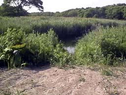 C2.jpg (15163 バイト)