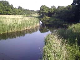 C3.jpg (11003 バイト)